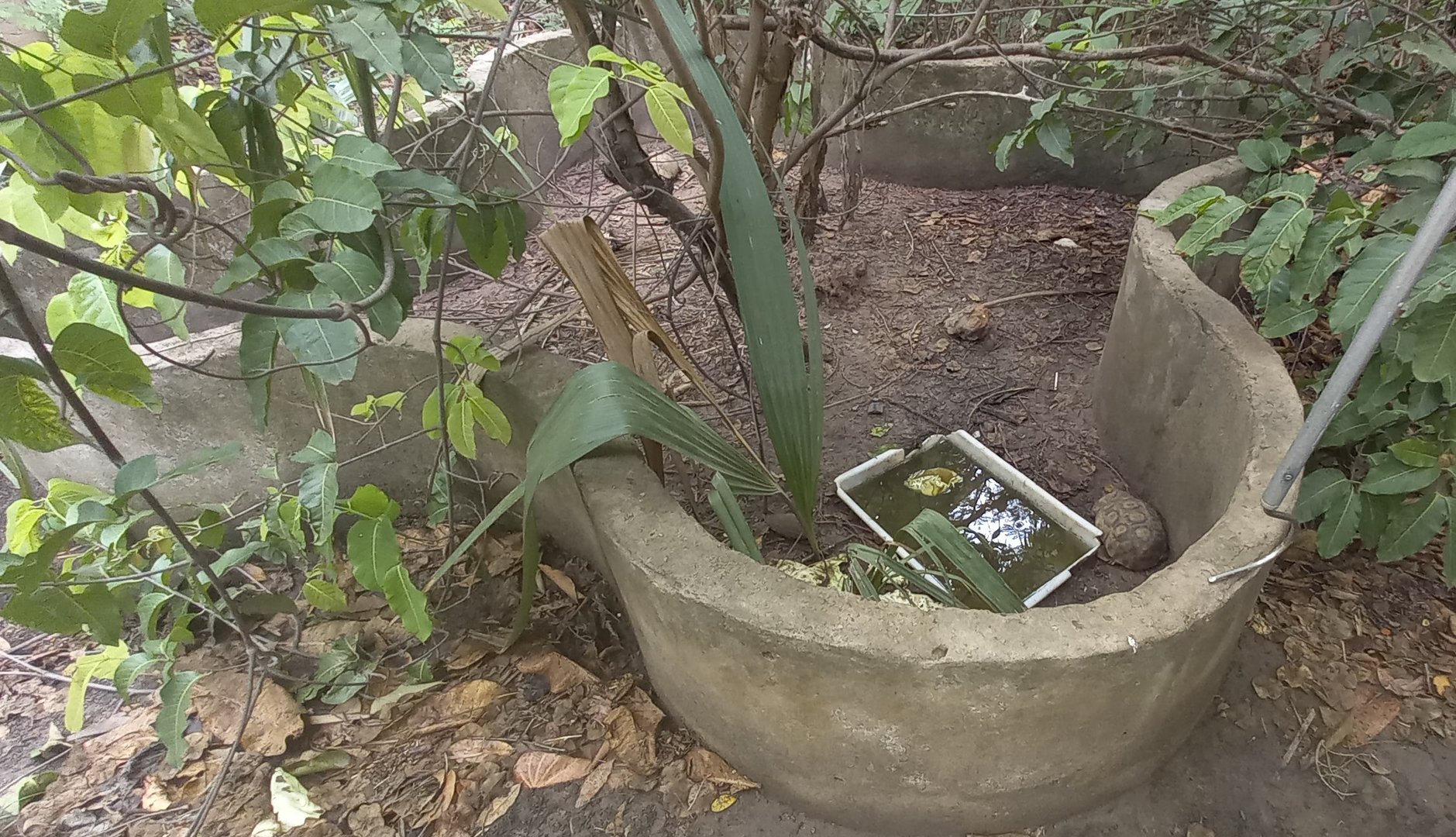 Enclosure Bell's hinge-back tortoise