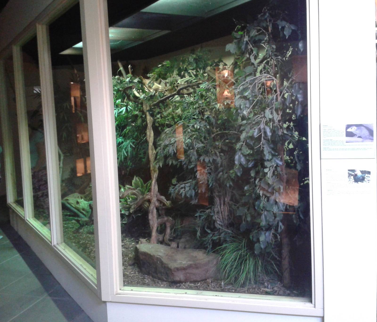 Enclosure Berlanger tree shrew and Crested wood quail