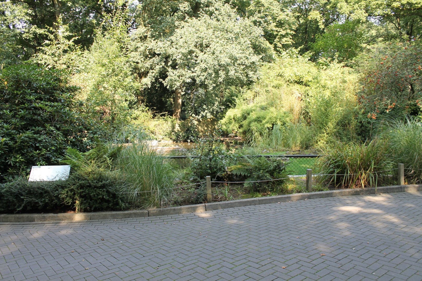 Enclosure Berwick's swan