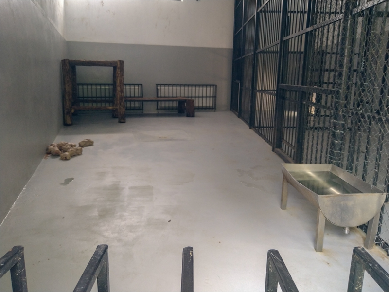 enclosure big cats (lion / jaguar)