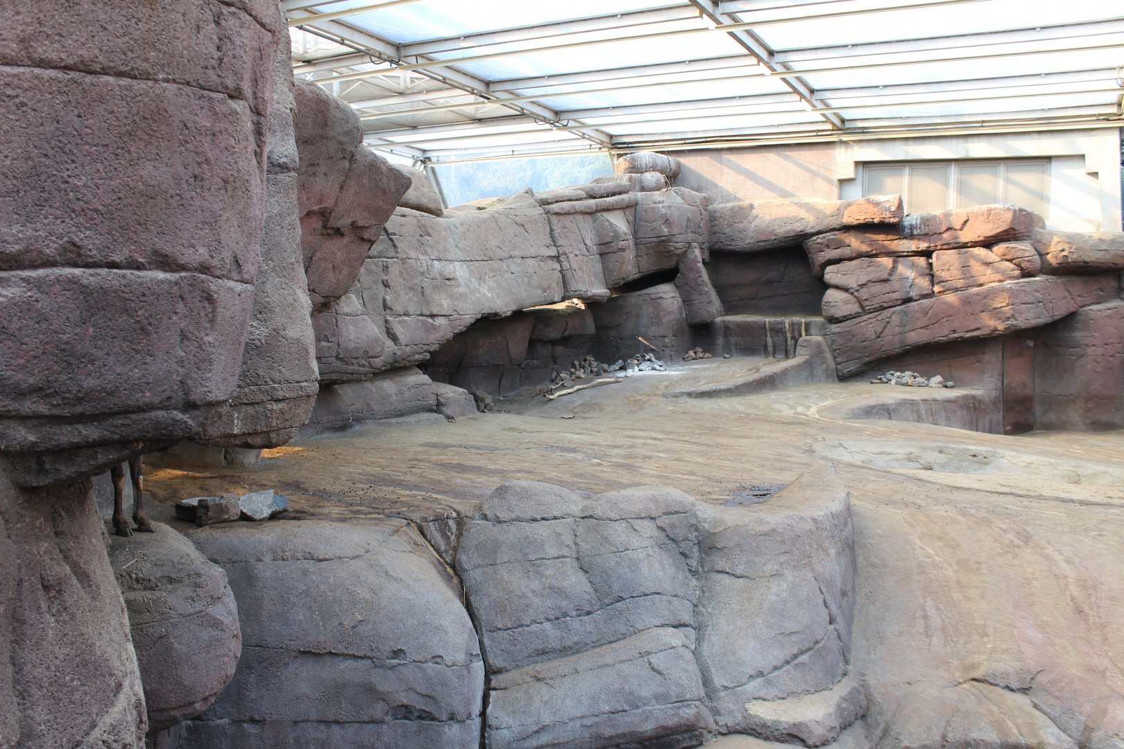 Enclosure Big-horn sheep