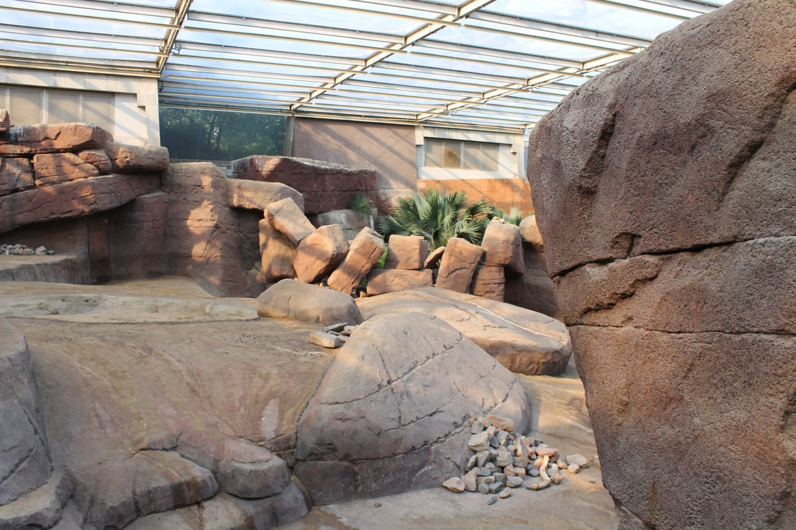 Enclosure Big-horned sheep