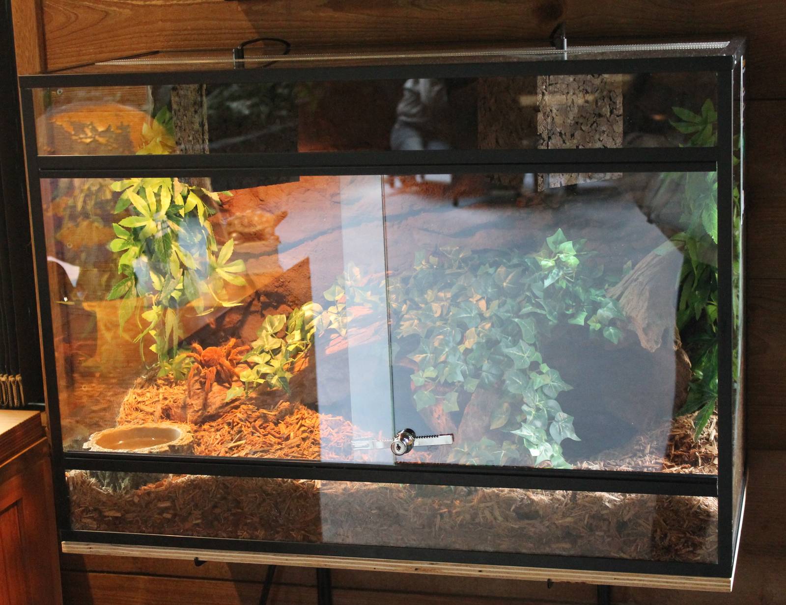 Enclosure Bird-eating spider