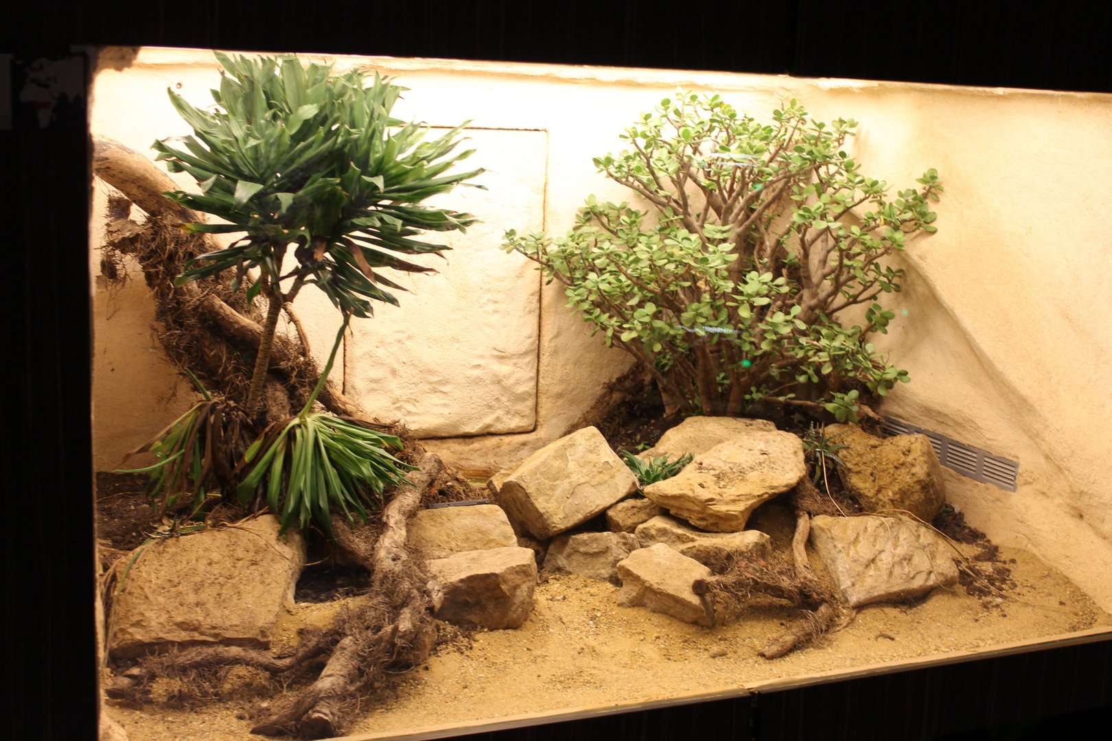 Enclosure Bitis nasicornis