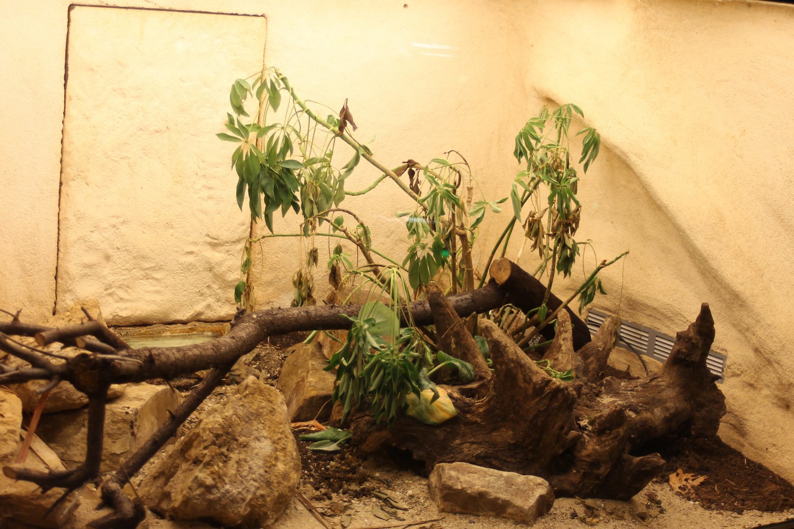 Enclosure Bitis nasicornis