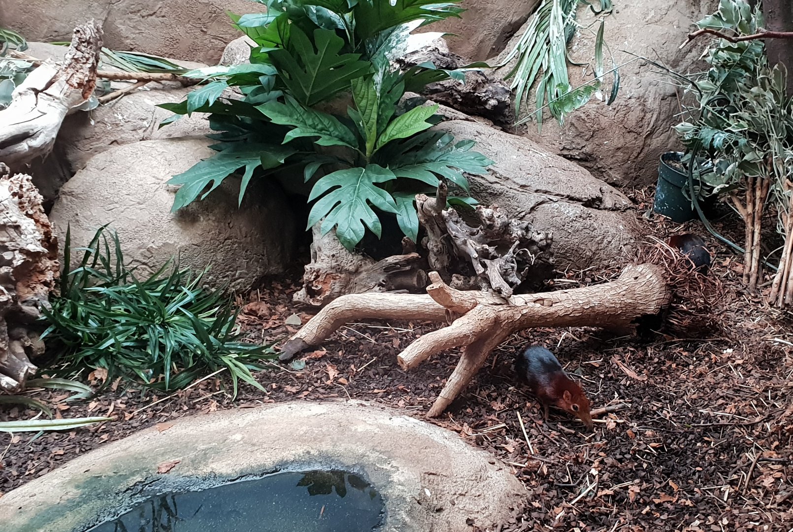Enclosure Black and rufous sengi and Robin-chat