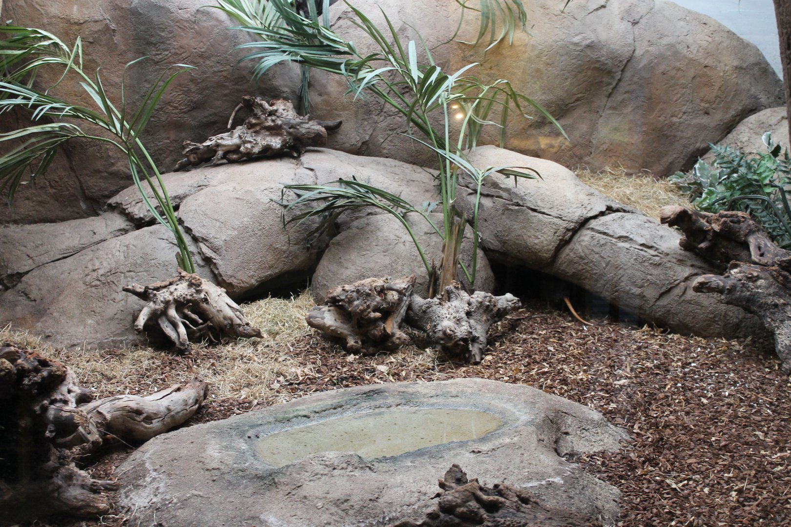 Enclosure Black and rufous sengi