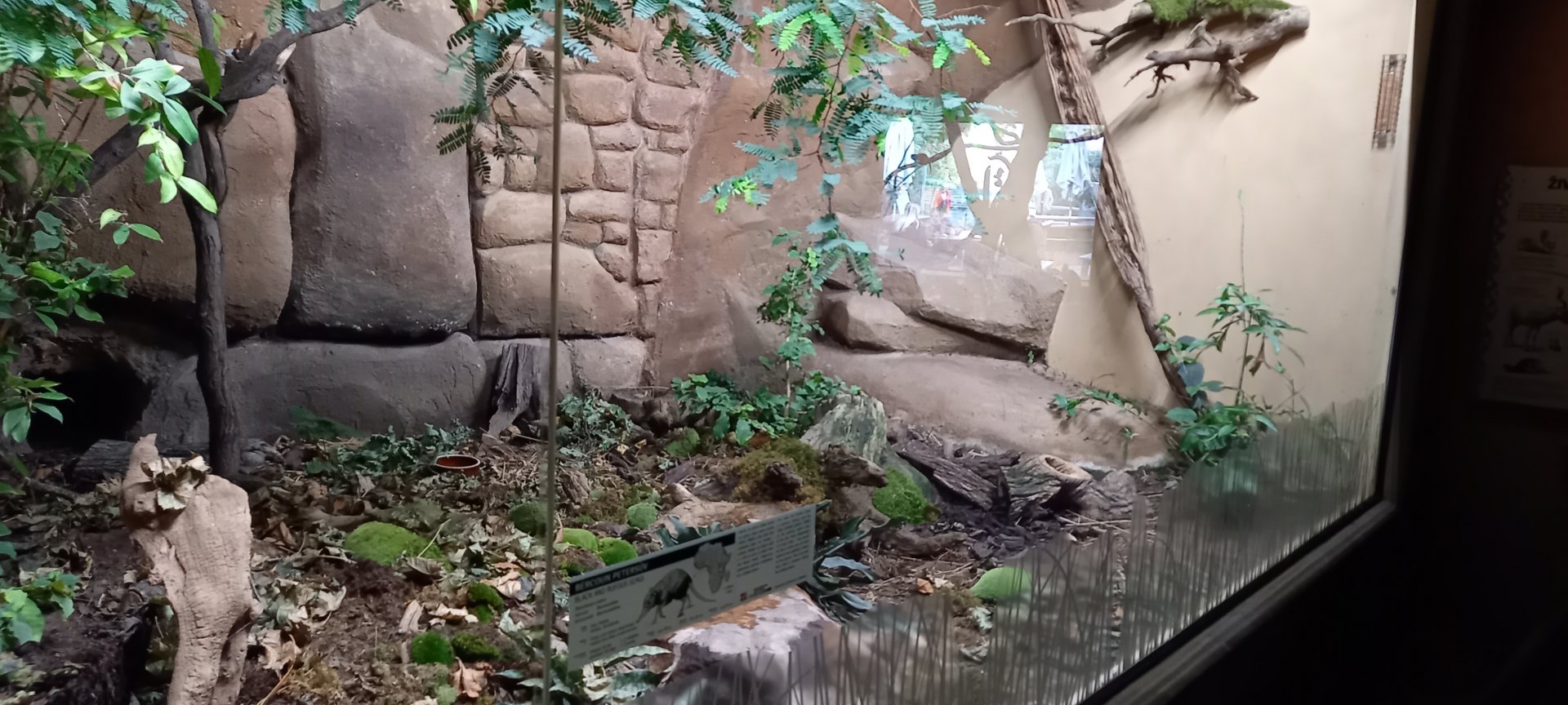 Enclosure Black and rufous sengi