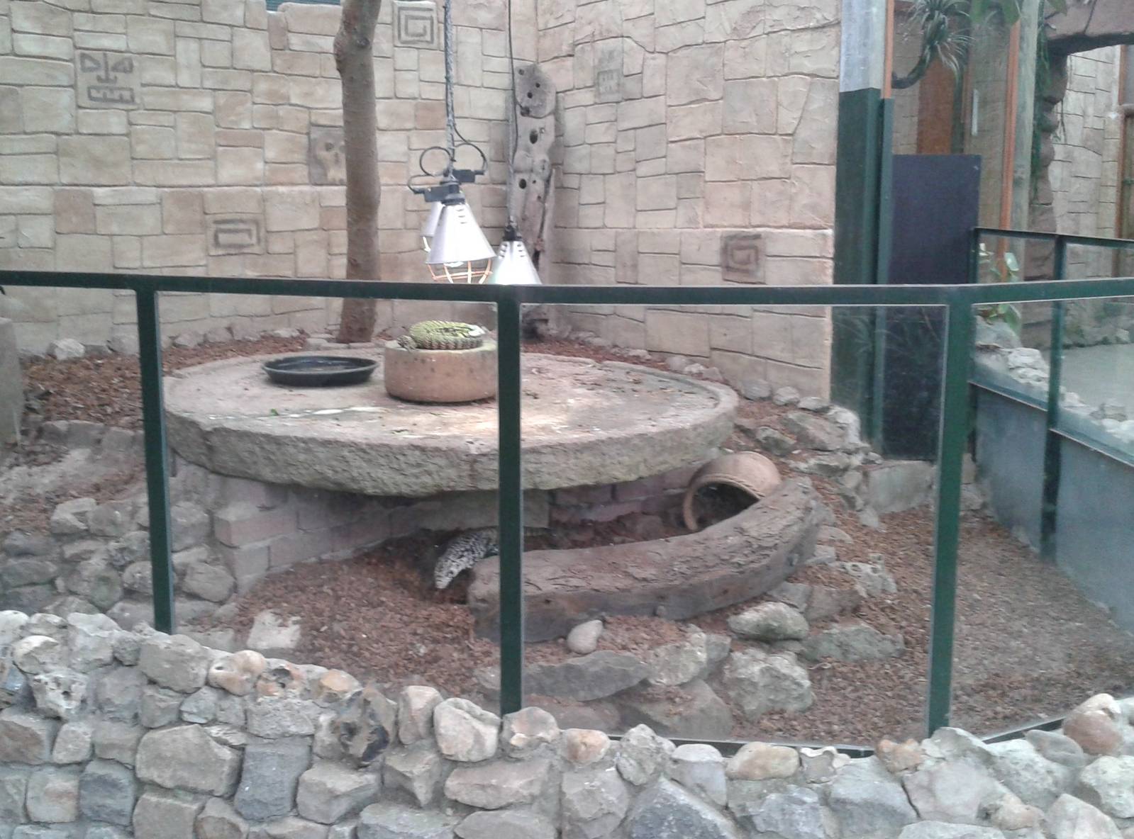 enclosure black and white tejus