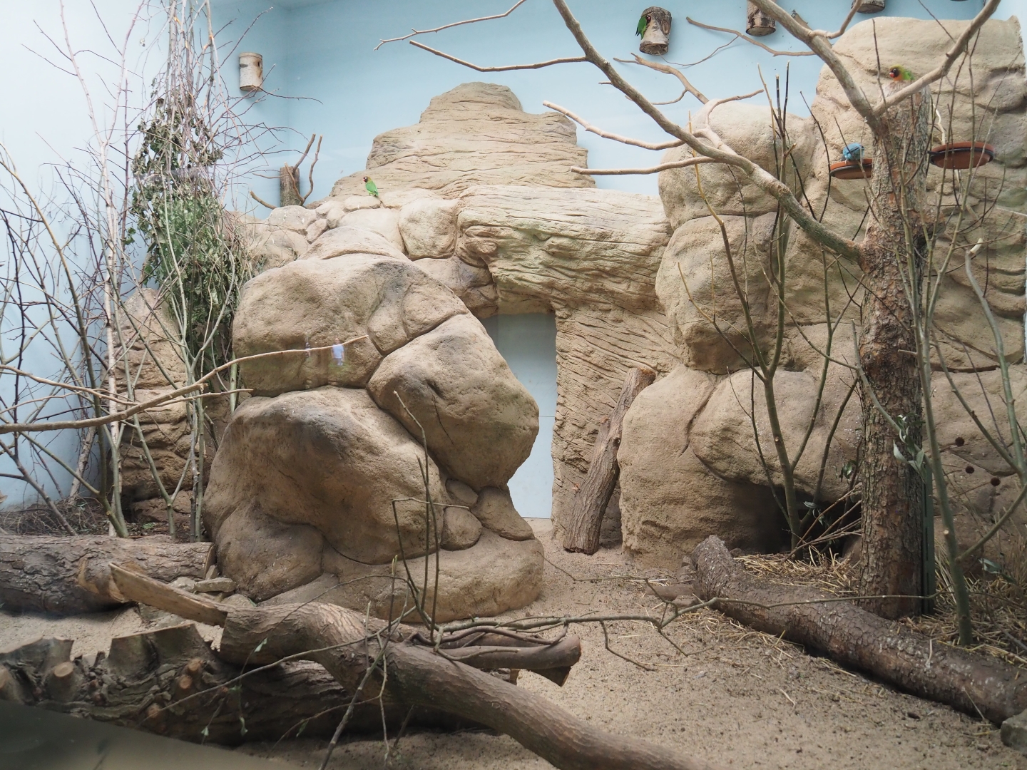 Enclosure Black-cheeked lovebird and Madagascar partridge