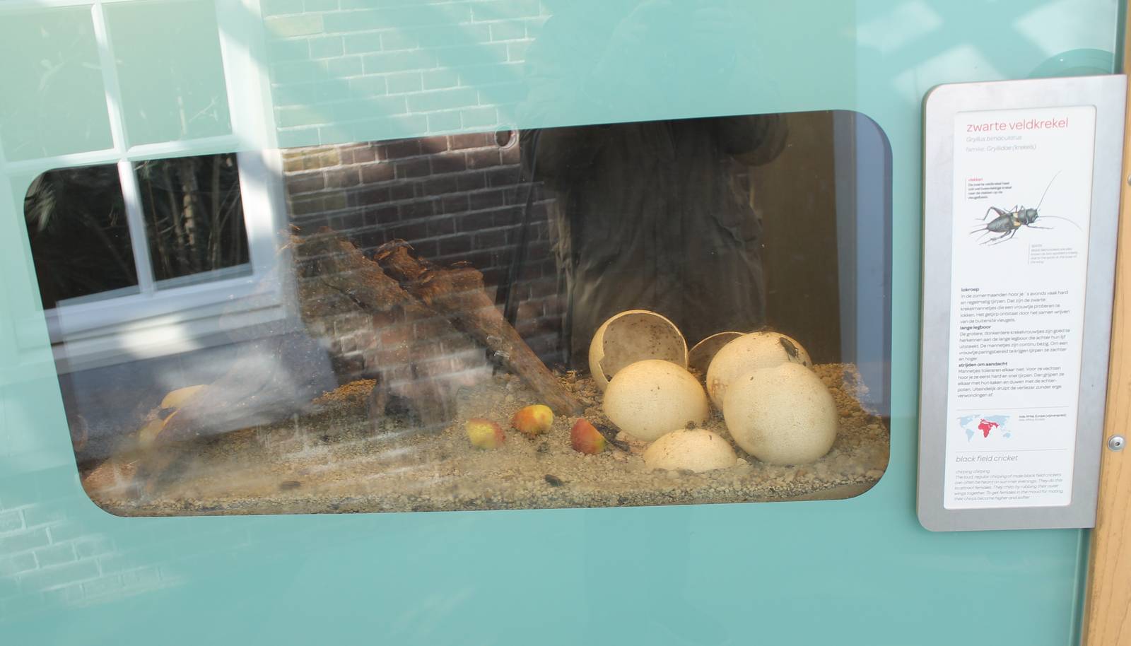 Enclosure Black field cricket