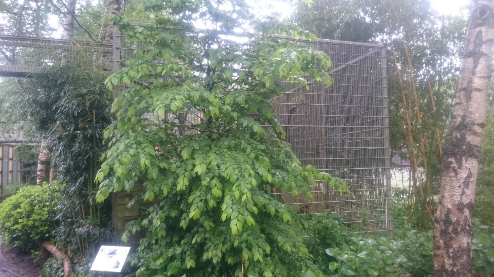 Enclosure Black howler monkey