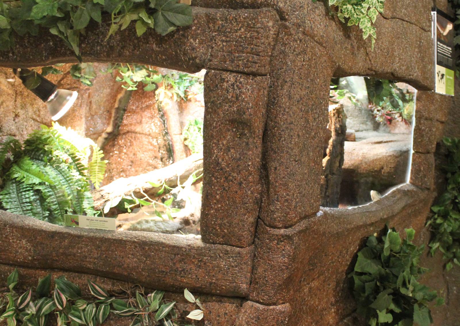 Enclosure Black mamba