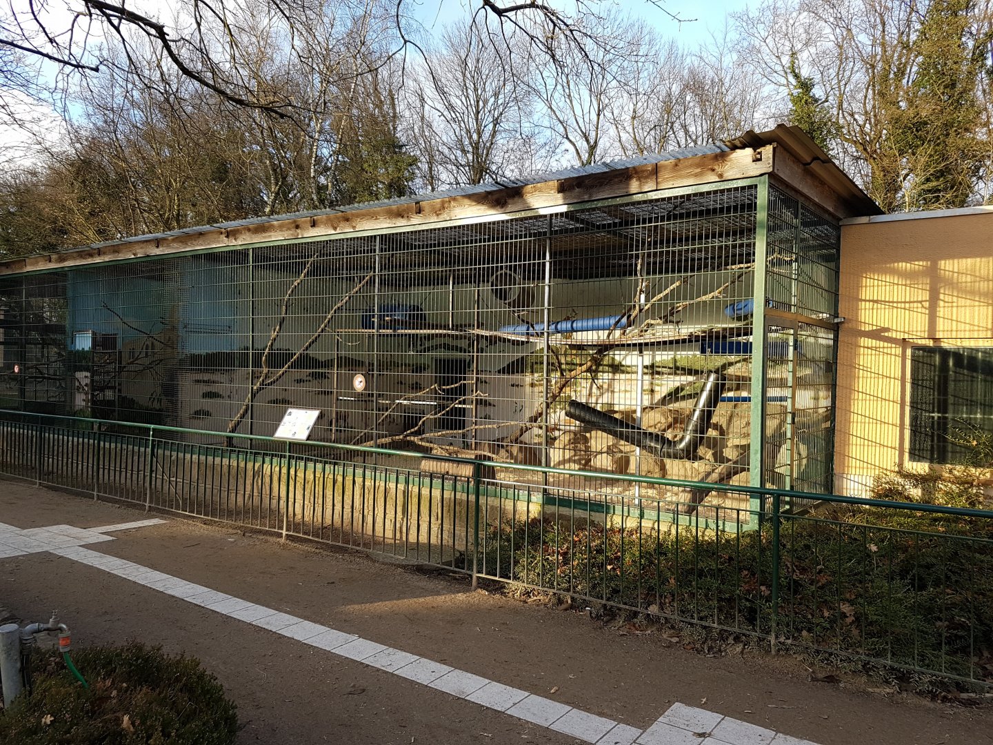 Enclosure Black mangabey