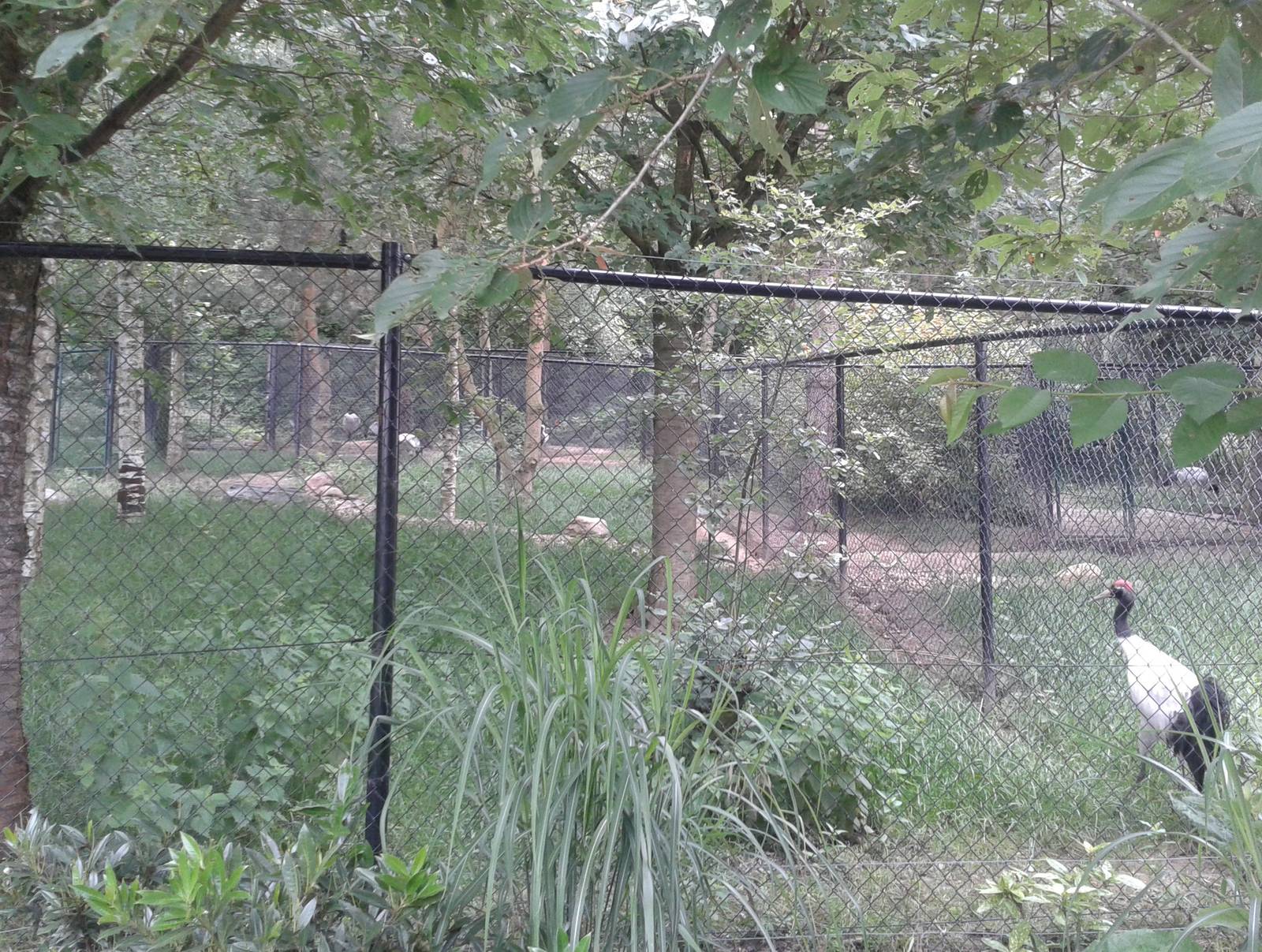 Enclosure Black-necked cranes