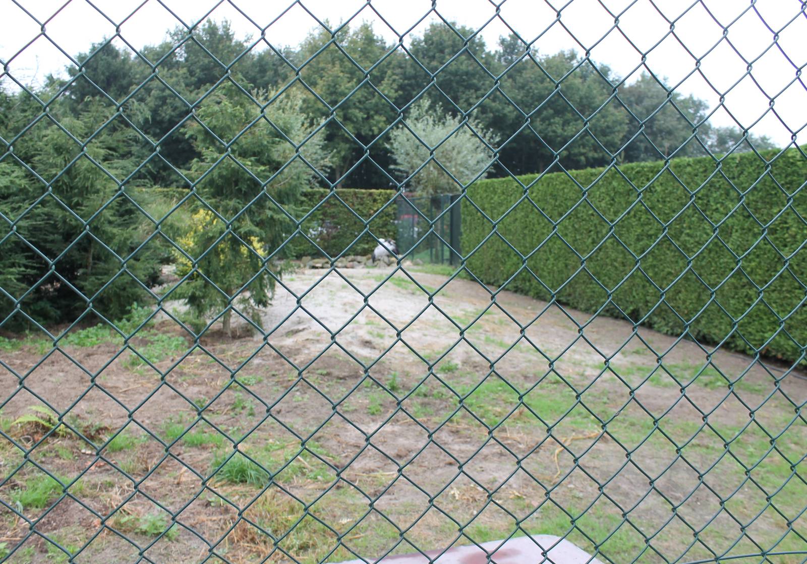 Enclosure Black-necked cranes