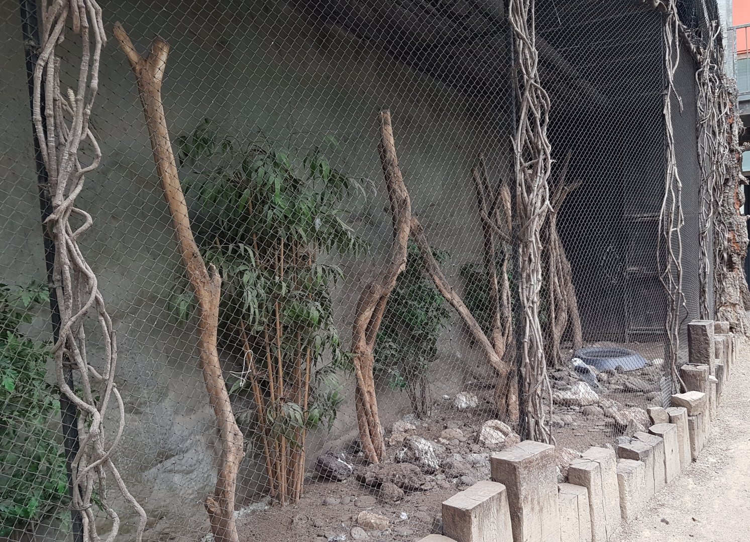 Enclosure Black-shouldered kite