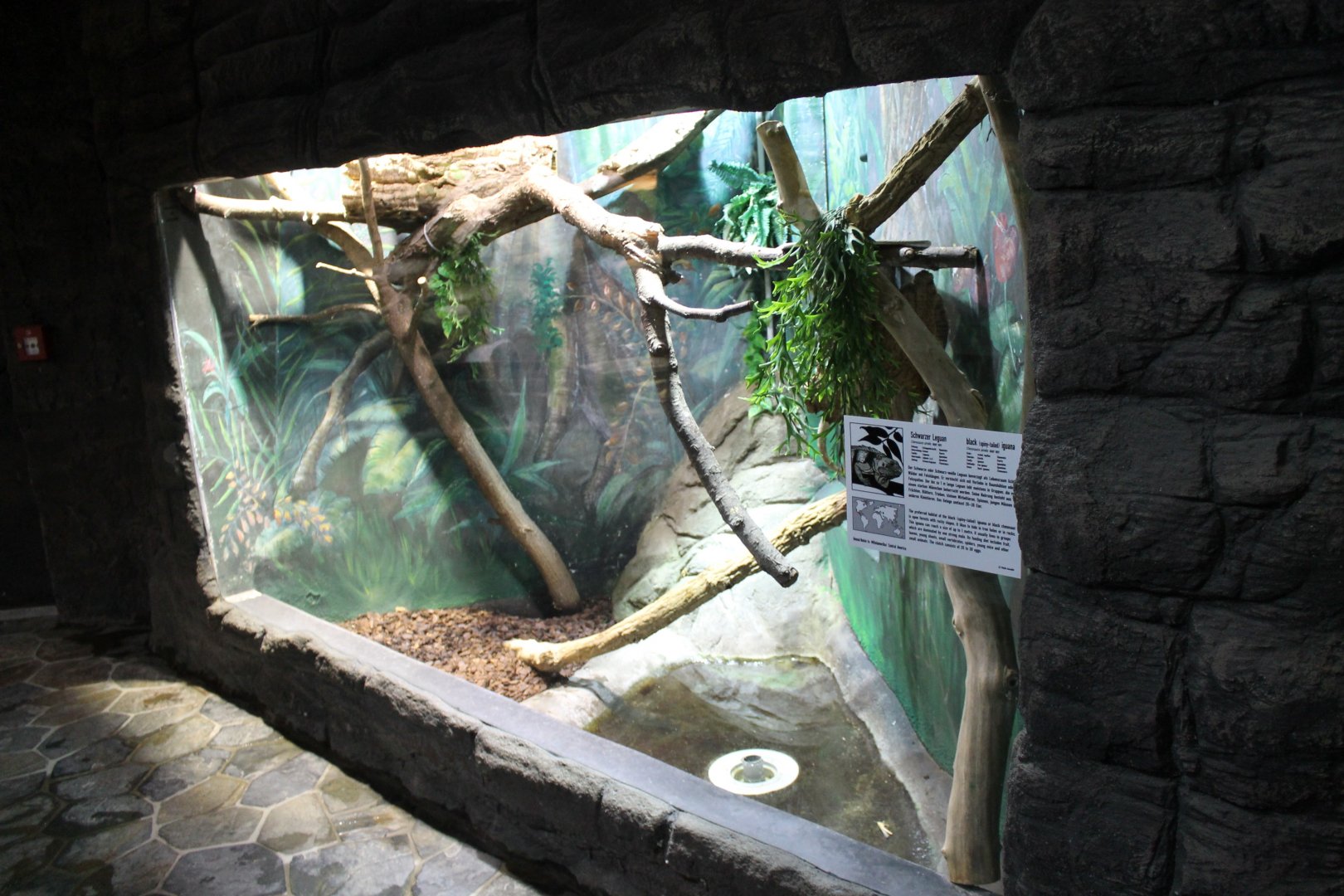 Enclosure Black spiny-tailed iguana