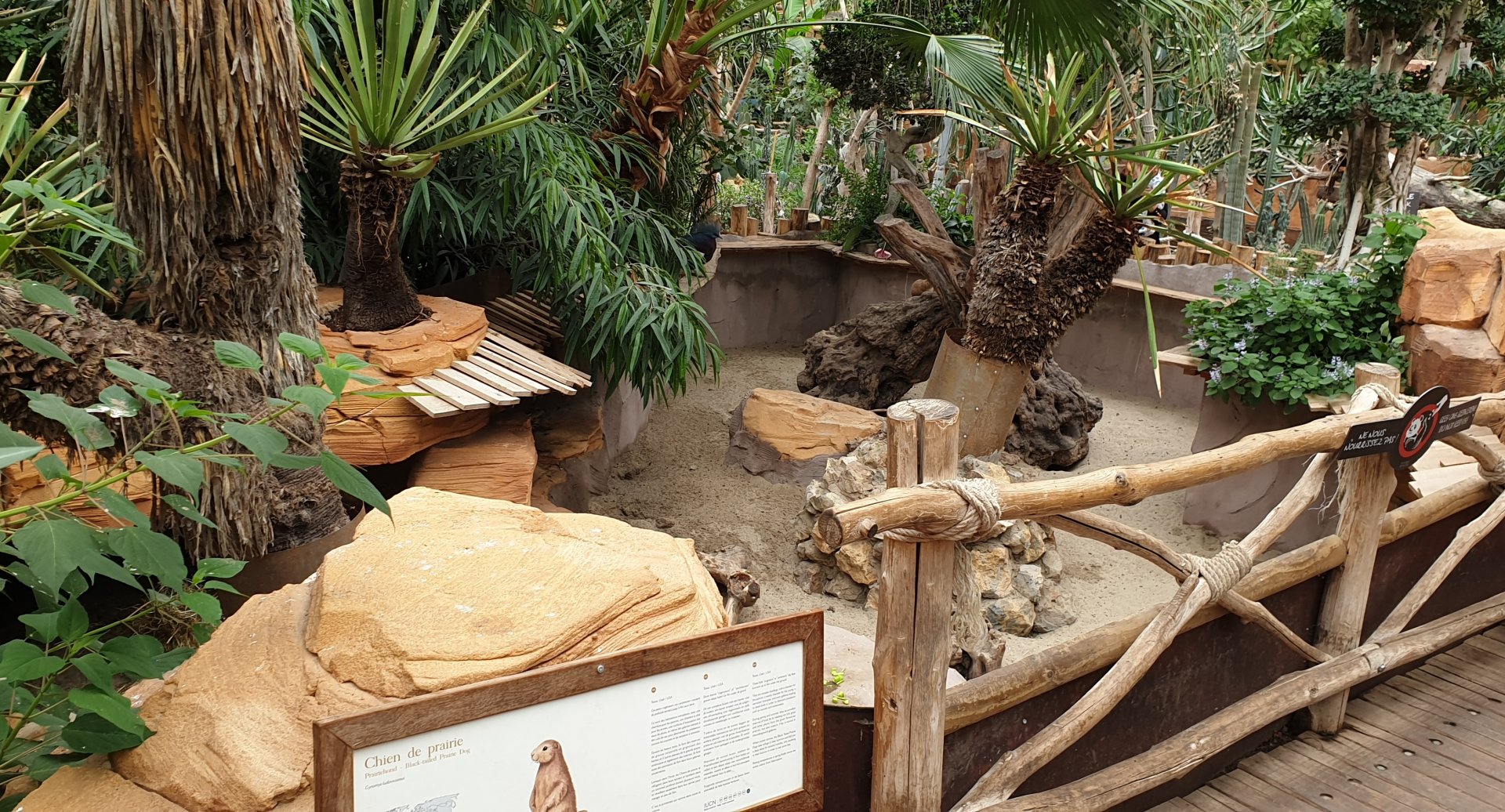 Enclosure Black-tailed prairie-dog