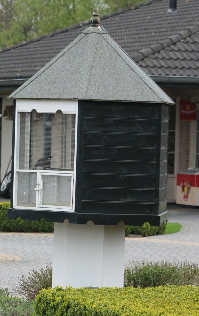 Enclosure Black-throated laughing-thrush