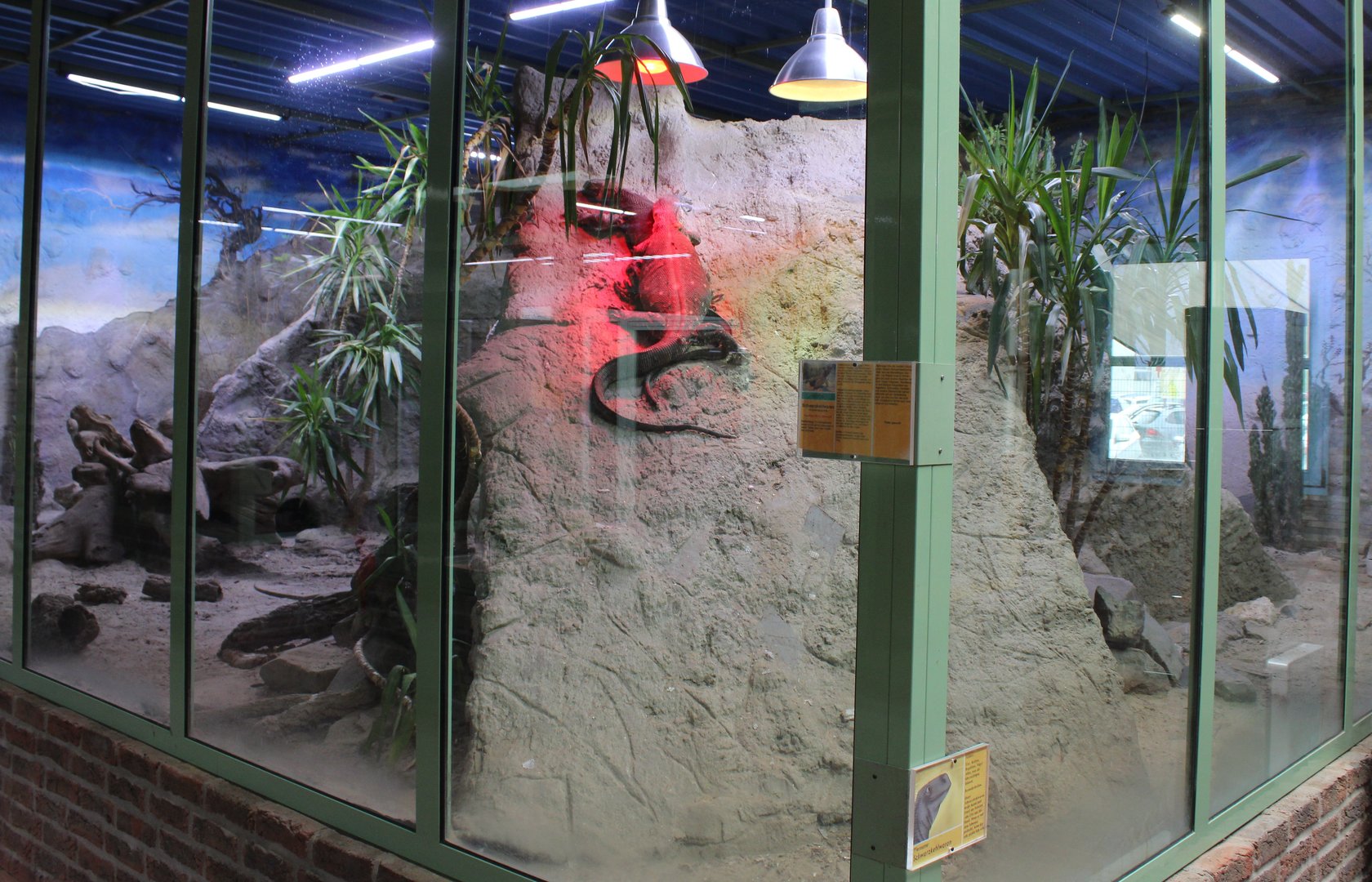 Enclosure Black-throated monitor