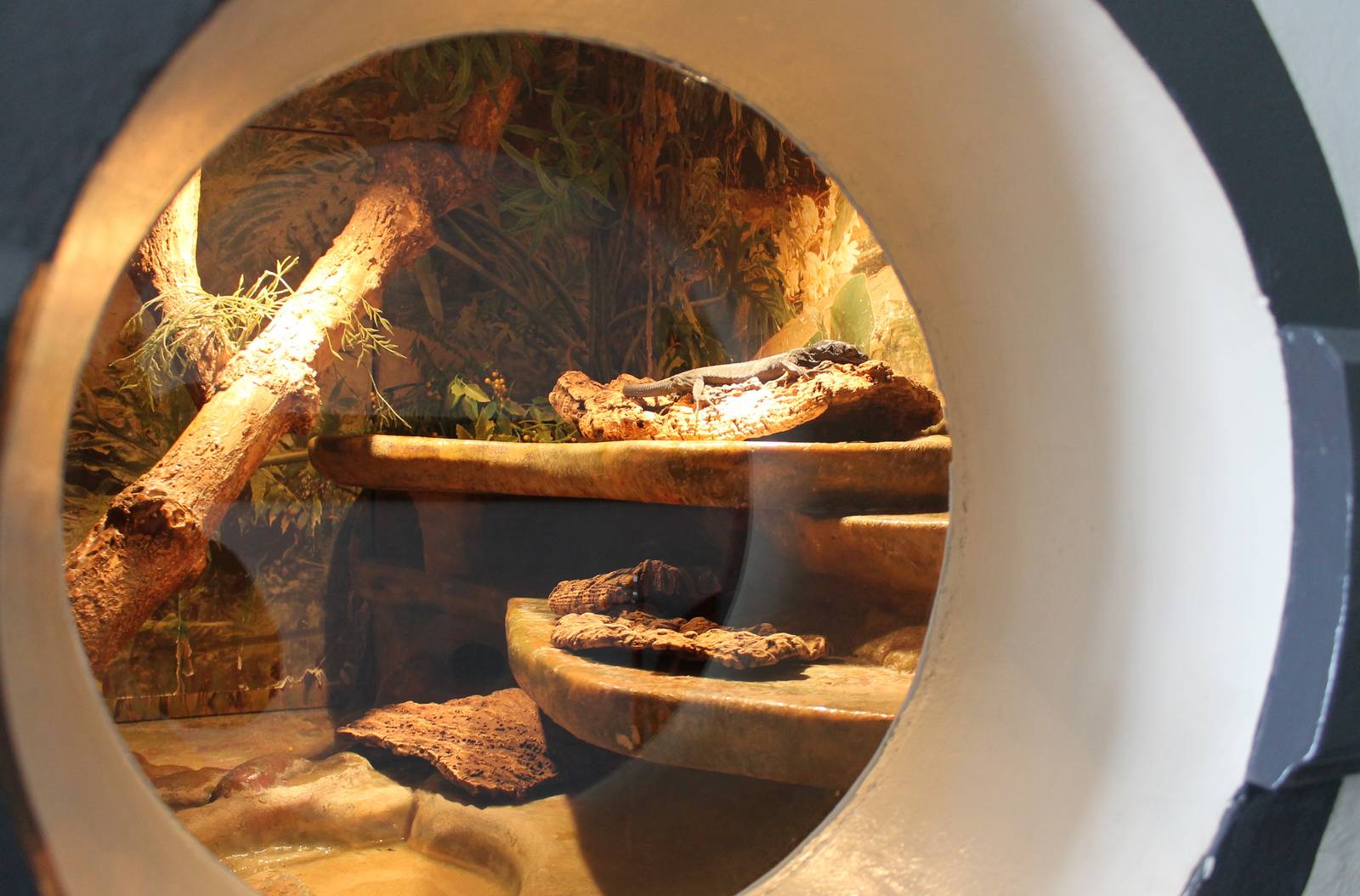 Enclosure Black tree monitor