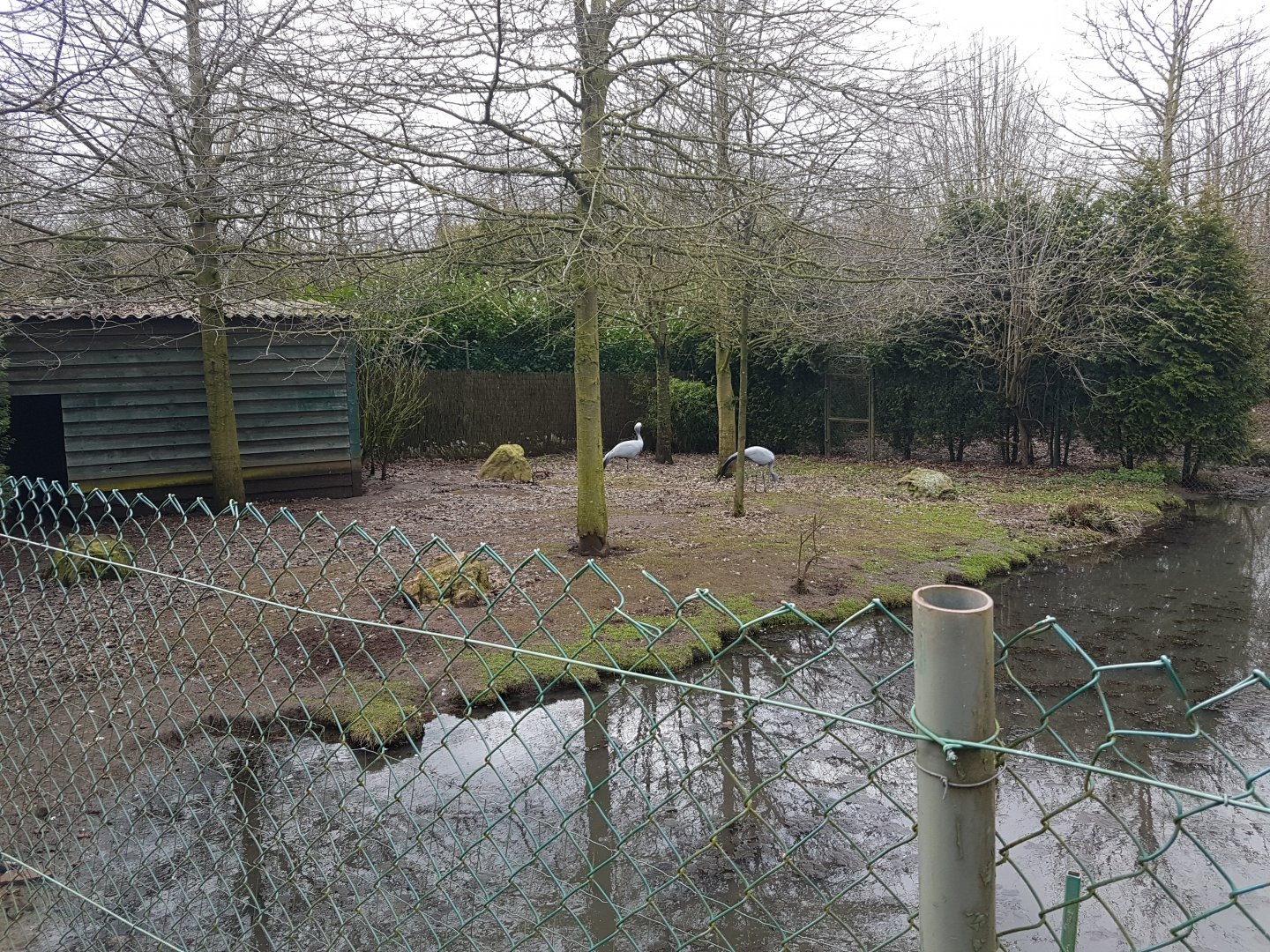 Enclosure Blue crane