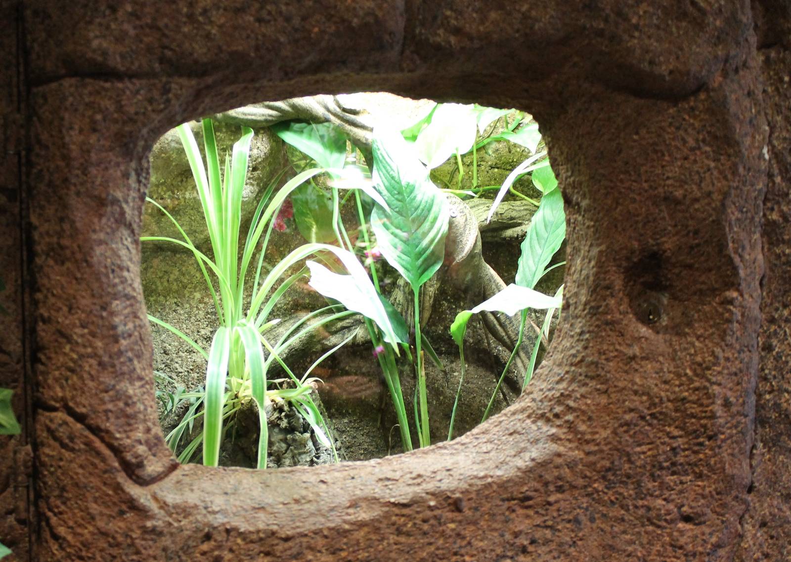 Enclosure Blue dart frog