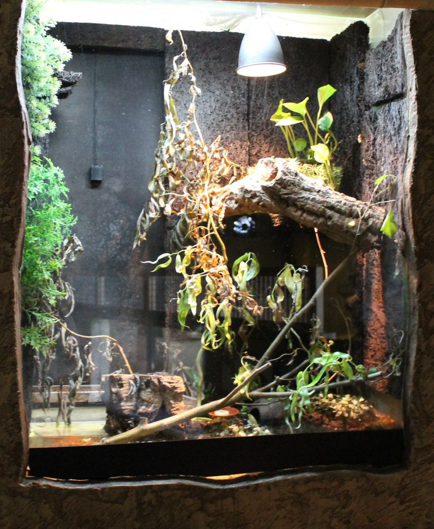 Enclosure Blue dart frog