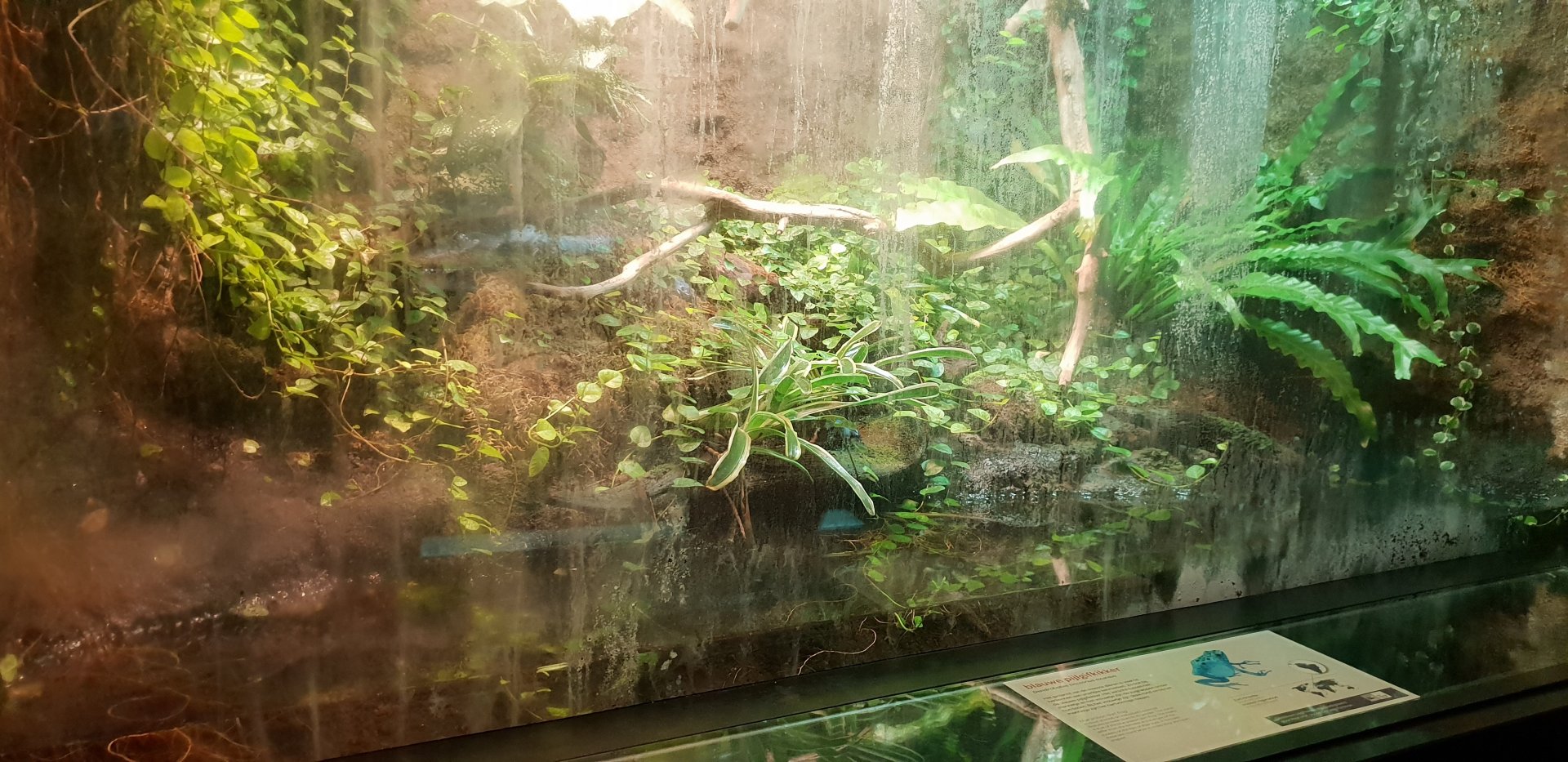 Enclosure Blue dart frog