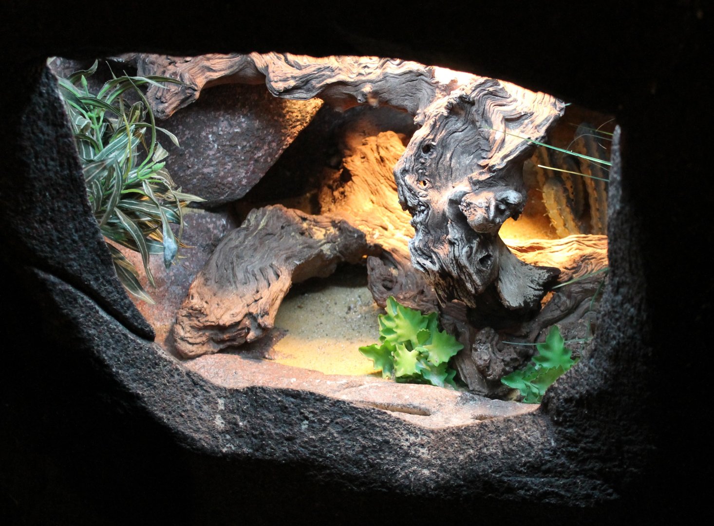 Enclosure Blue spiny lizard