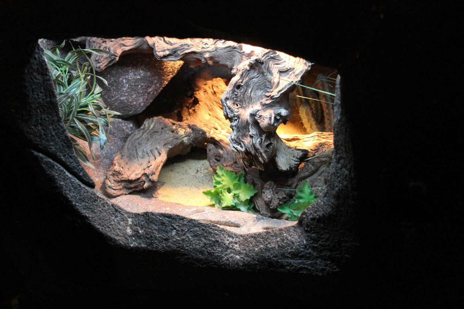 Enclosure Blue spiny lizard