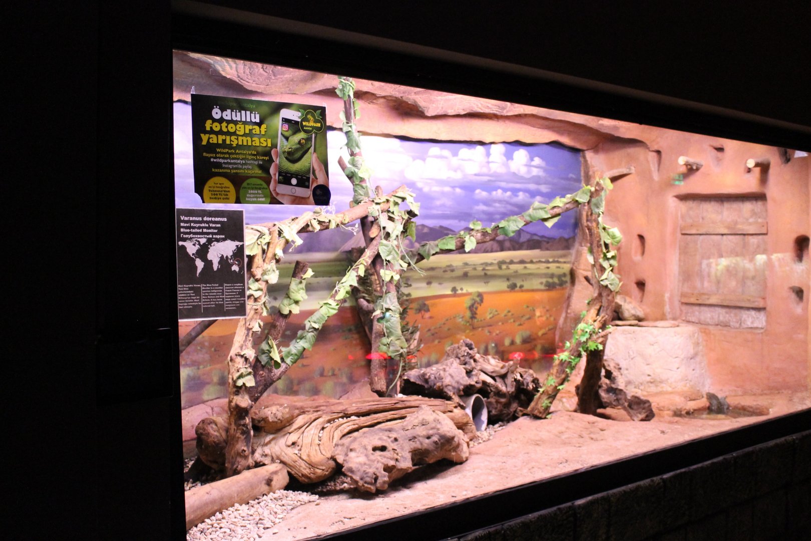 Enclosure Blue-tailed monitor