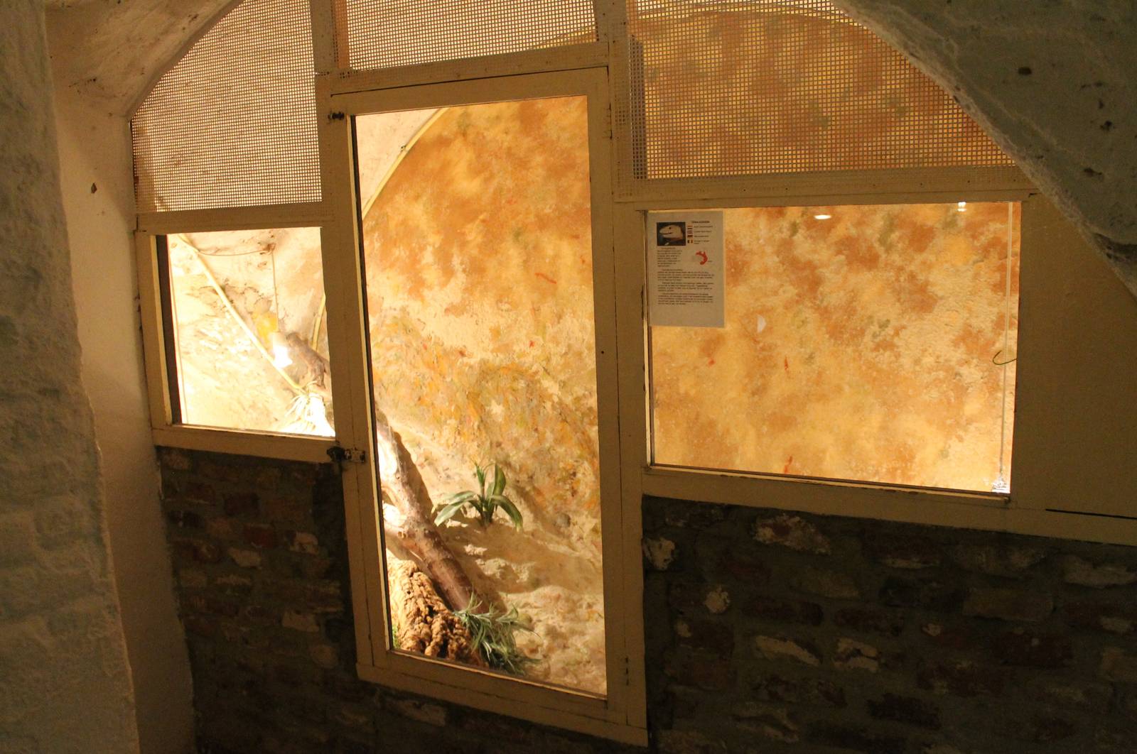 Enclosure Blue-tongued skink