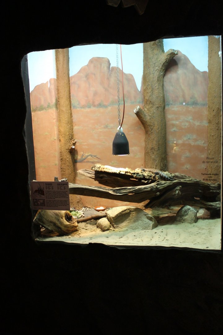 Enclosure Blue-tongued skink