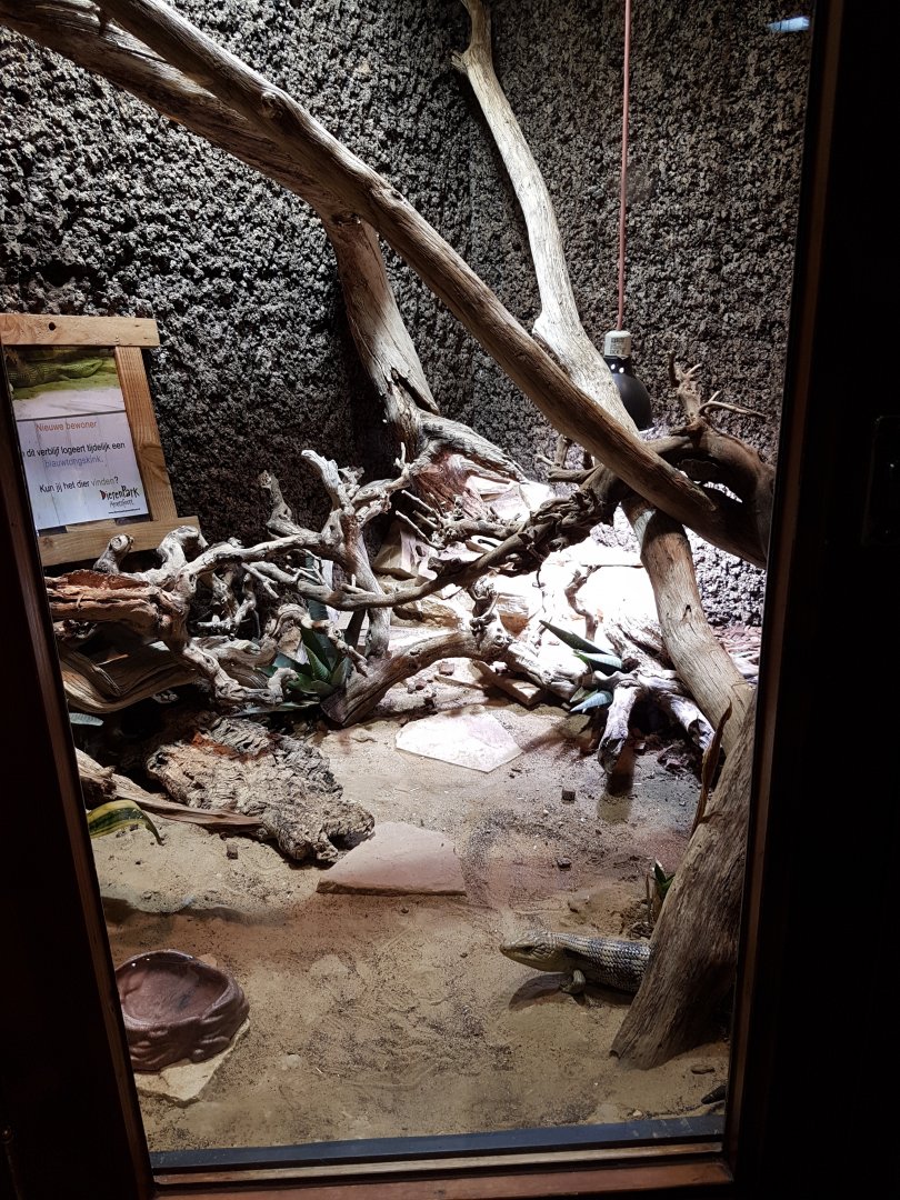 Enclosure Blue-tongued skink