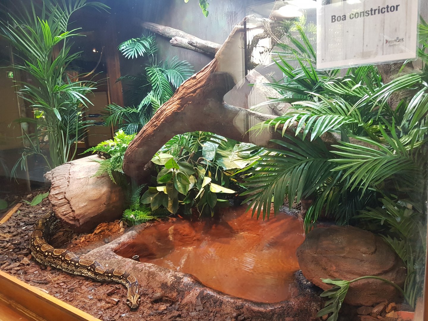 Enclosure Boa constictor