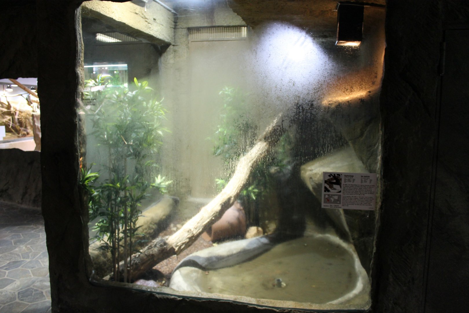 Enclosure Boa constrictor