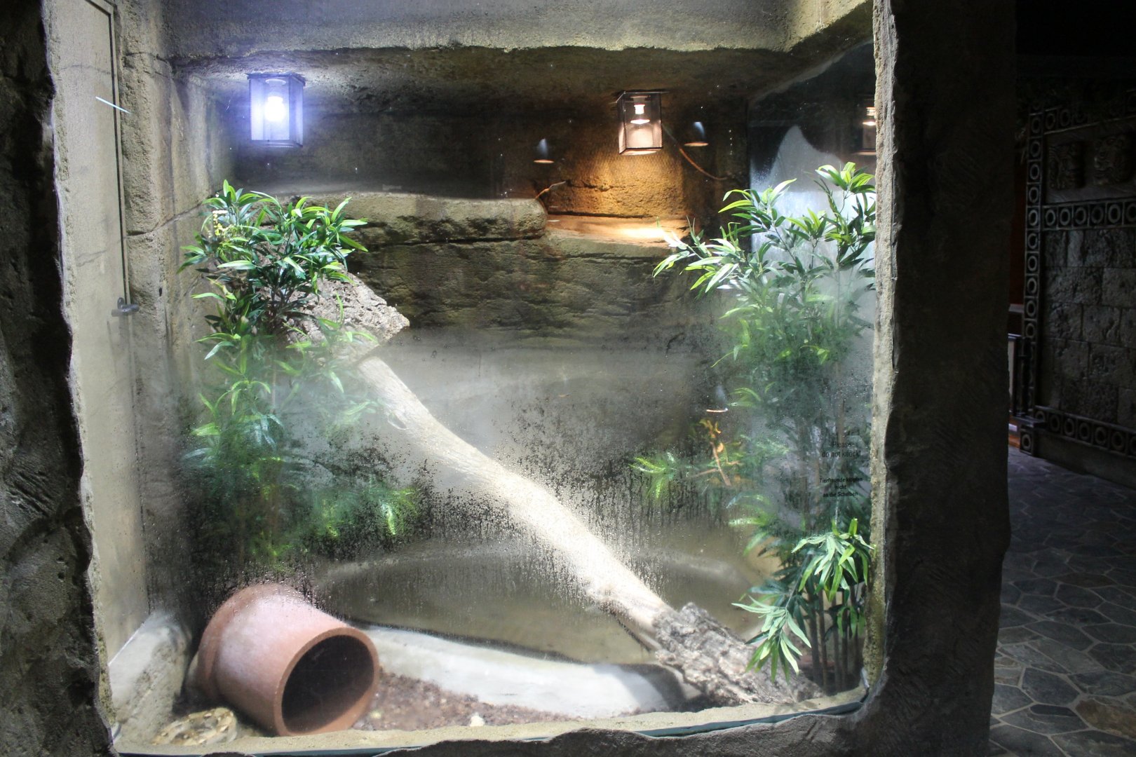 Enclosure Boa constrictor