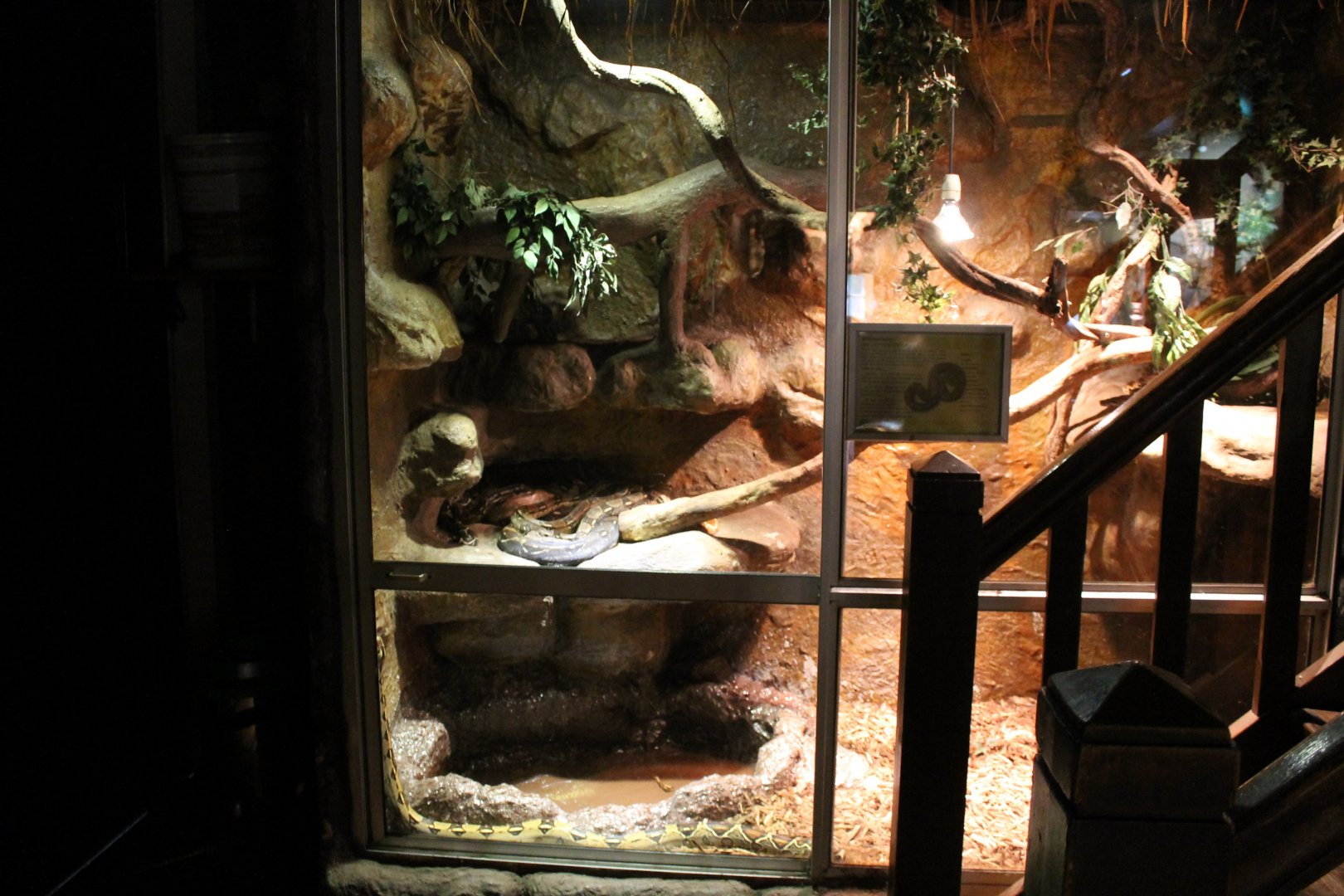 Enclosure Boa constrictor