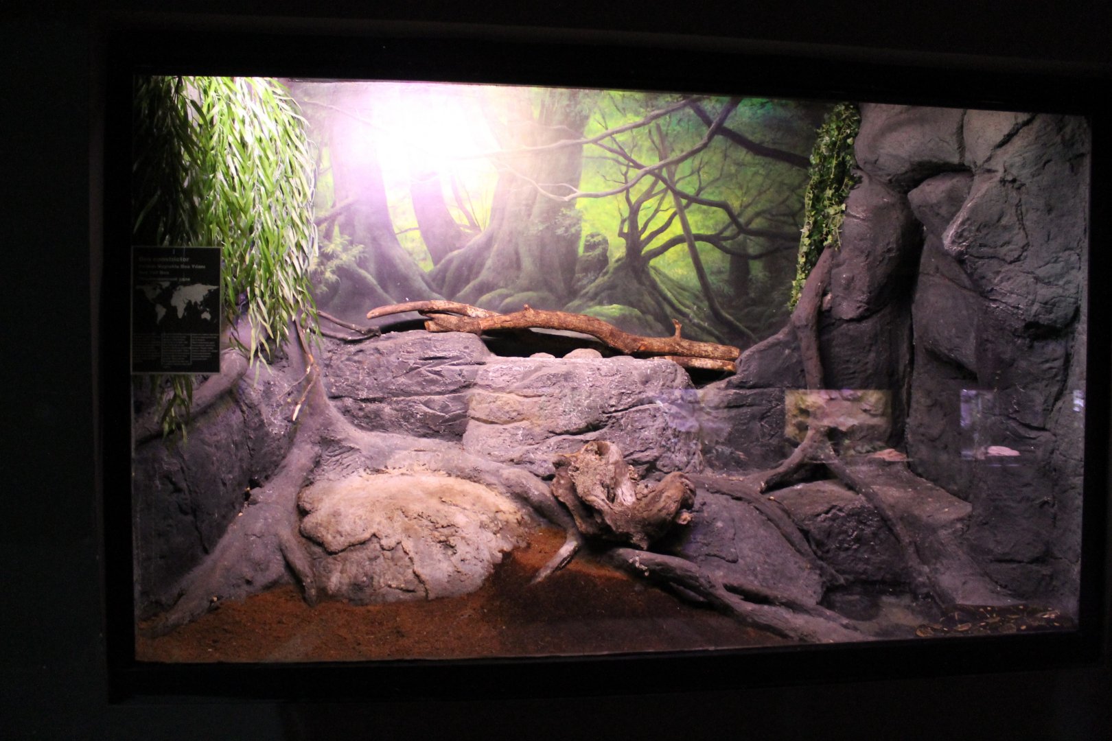 Enclosure Boa constrictor