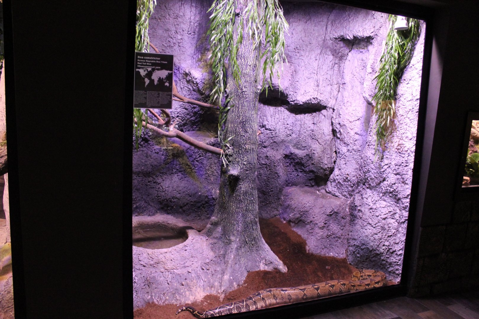 Enclosure Boa constrictor