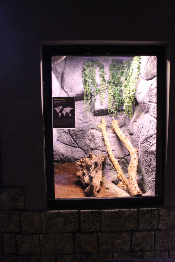 Enclosure Boa constrictor