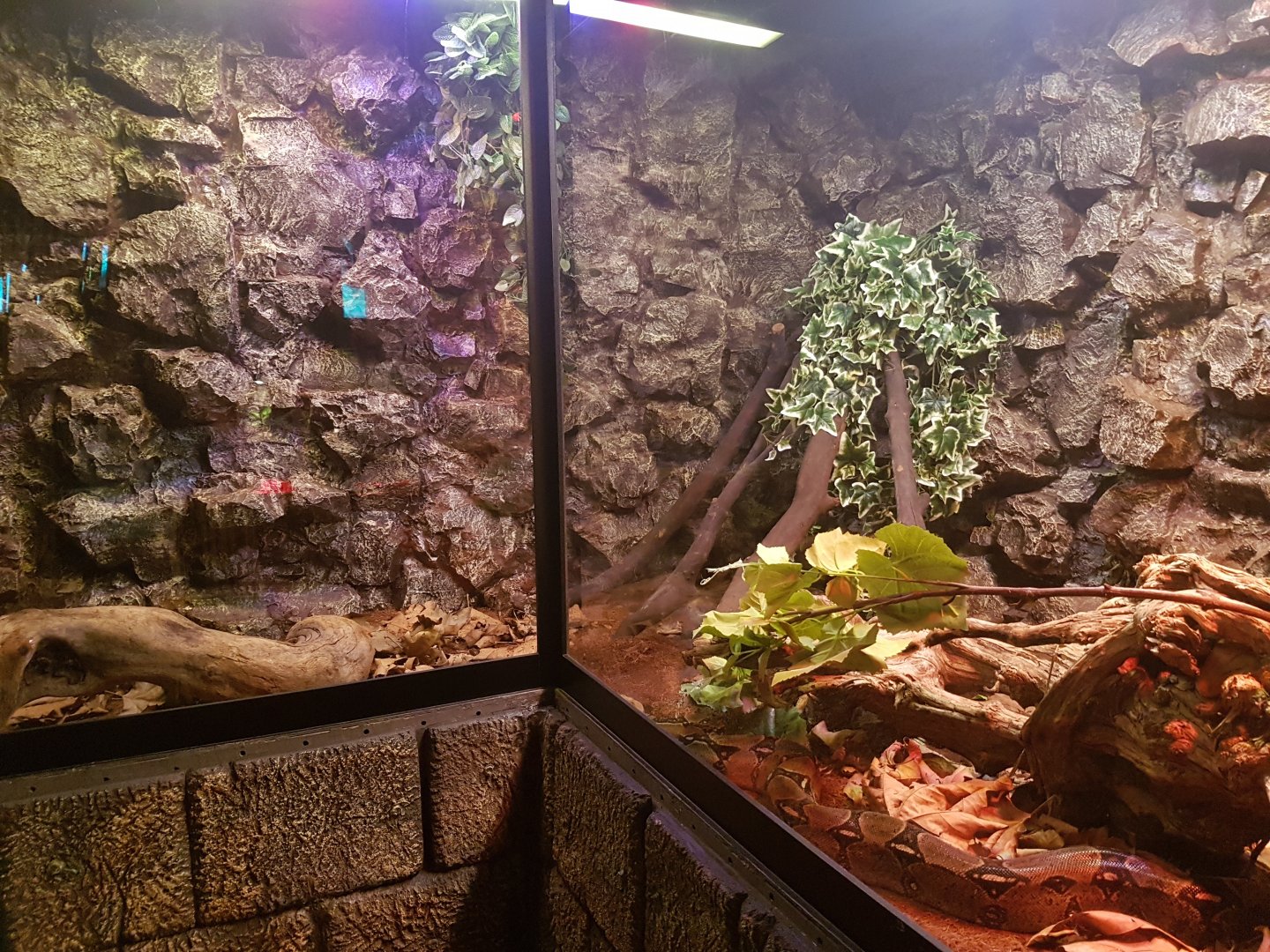 Enclosure Boa constrictor