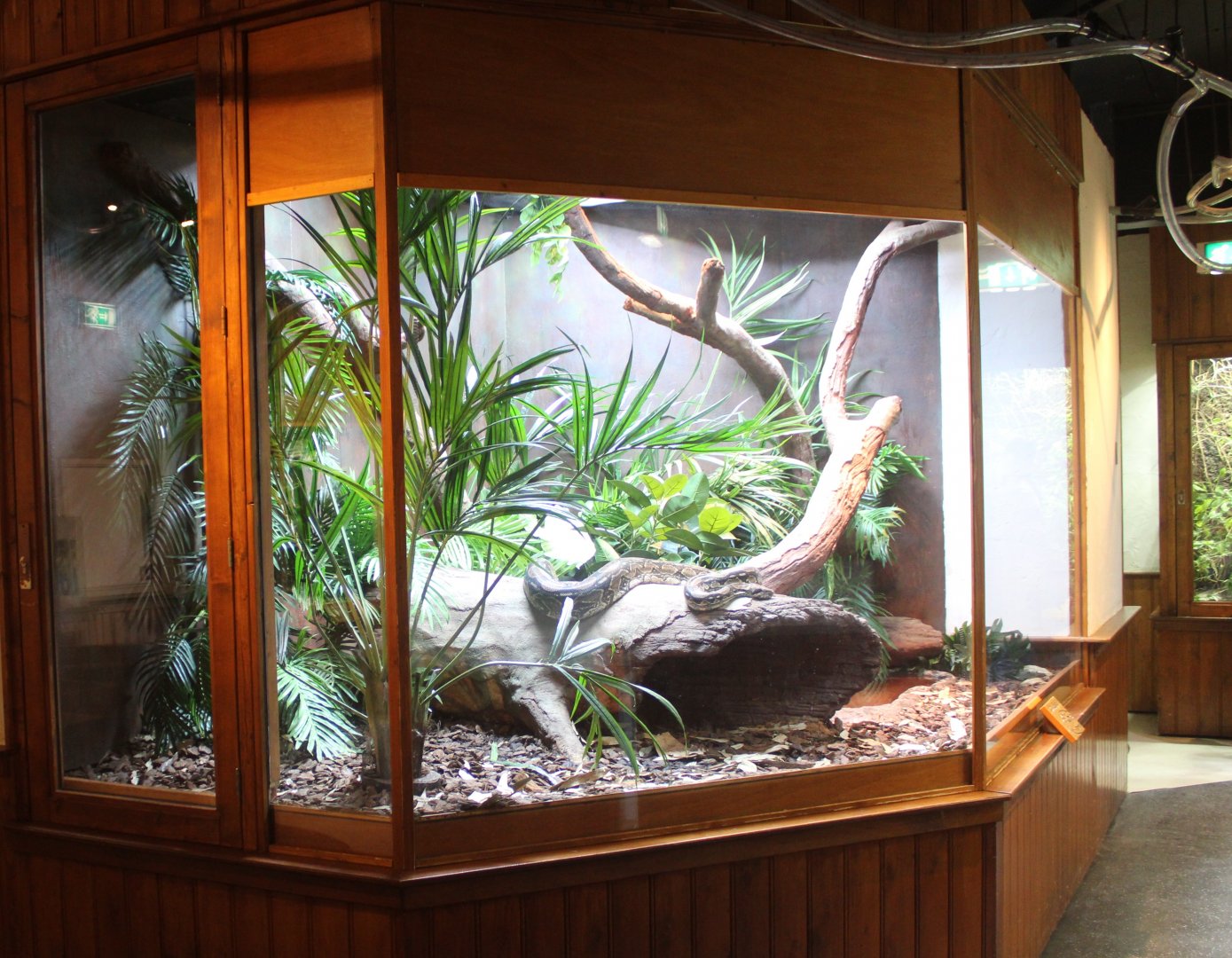 Enclosure Boa constrictor