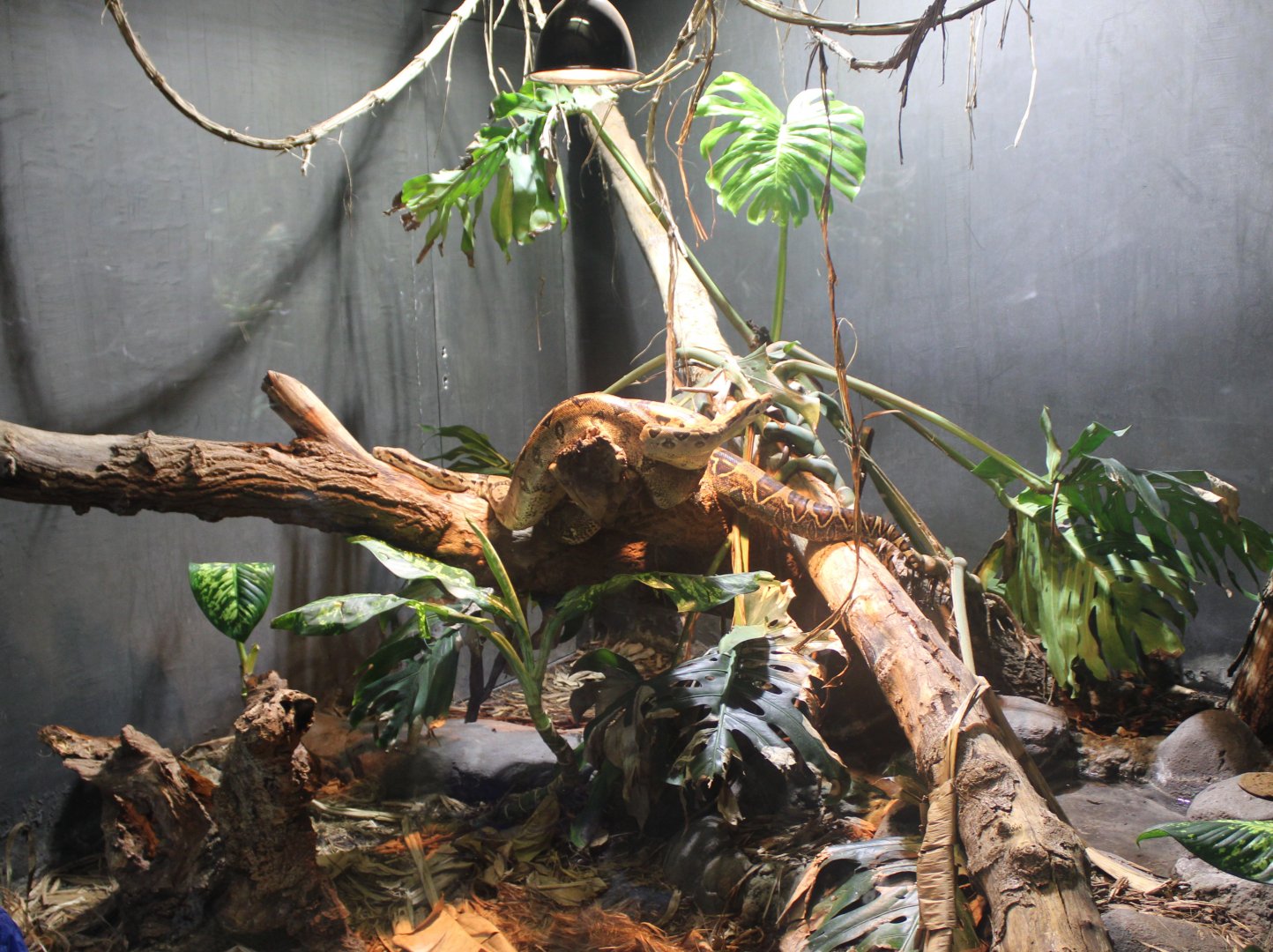 Enclosure Boa constrictor