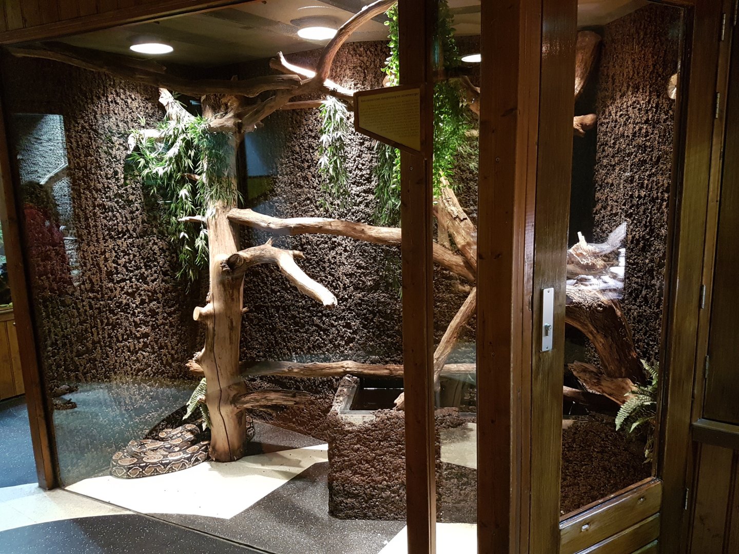 Enclosure Boa contrictor