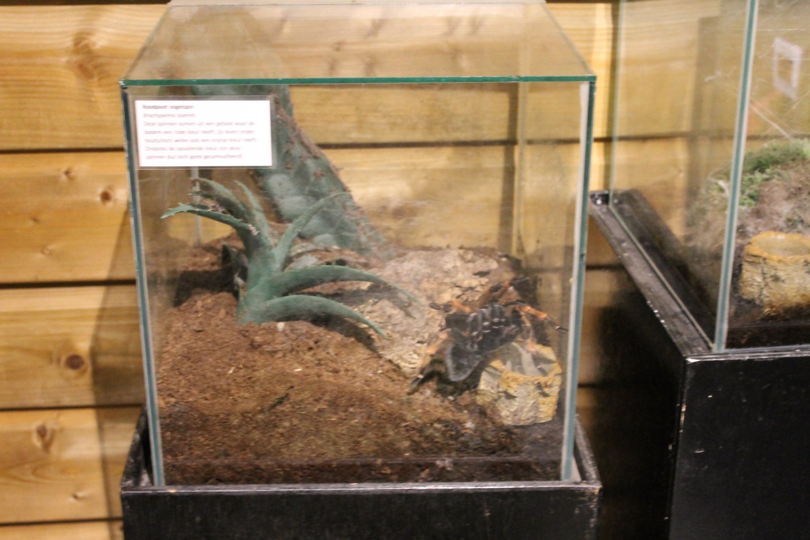 Enclosure Boehms tarantula