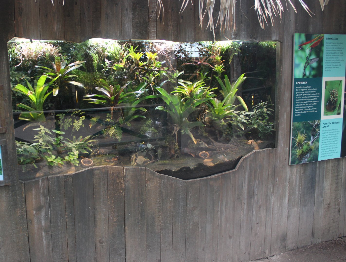 Enclosure Brazilian and Mimic dart frog