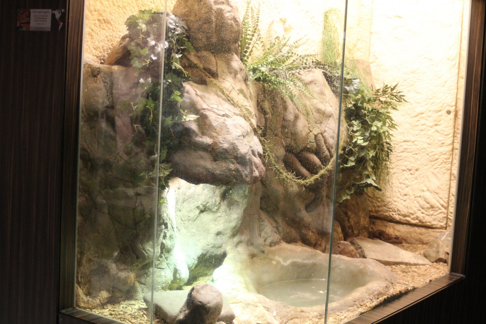 Enclosure Brazilian rainbow boa